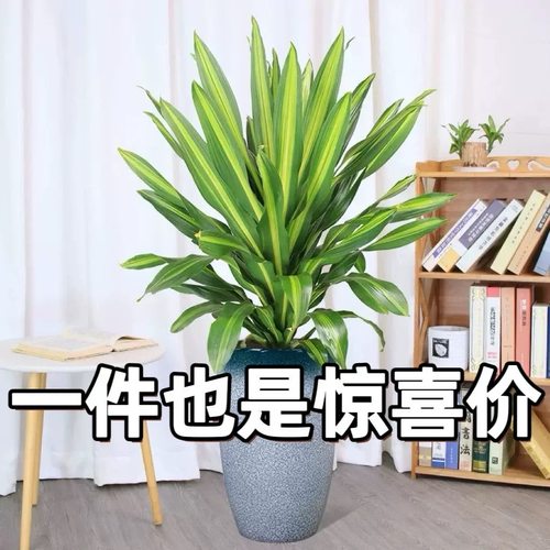 香龙血树金心也门铁巴西铁盆栽室内懒人水培净化空气客厅绿植办公