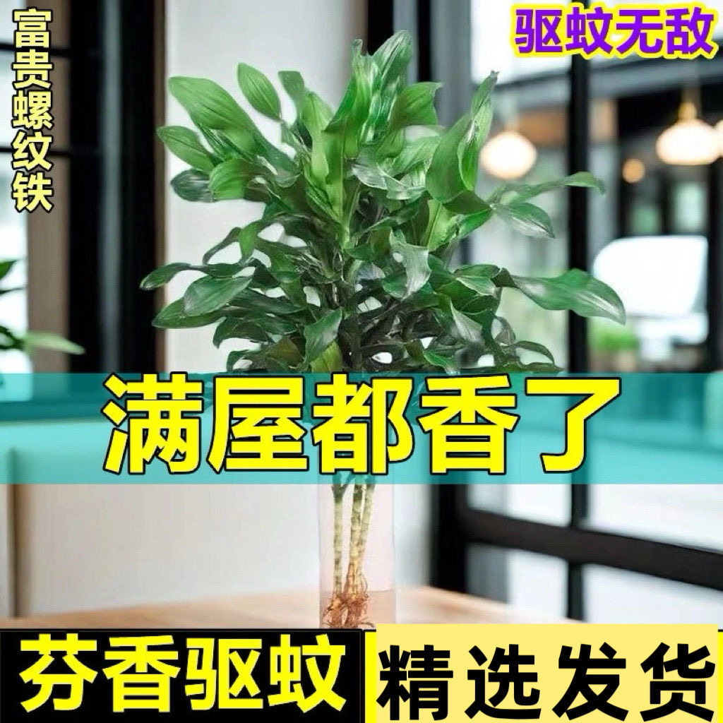 水培植物螺纹铁水养花卉盆栽客厅四季好养招财大叶净化空气除甲醛