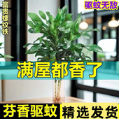 水培植物螺纹铁水养花卉盆栽客厅四季 好养招财大叶净化空气除甲醛