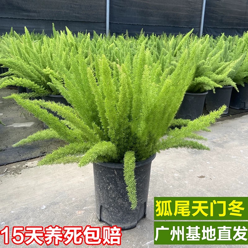 狐尾天门冬盆栽植物庭院花园阳台绿植四季常青高档花卉九尾狐易养