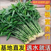 富贵竹水养客厅带根水培植物盆栽招财观音竹大宽叶加粗文昌竹吉祥