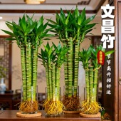 文昌竹水培植物金榜题名水养绿植客厅室内盆栽四季 常青好养富贵竹