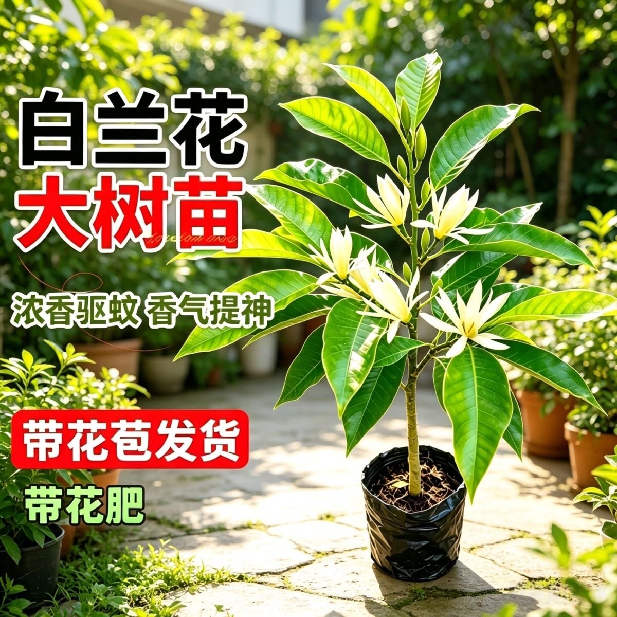 白兰花玉兰花大树苗带花苞矮化老桩盆栽紫黄角黄果兰花卉绿植植物