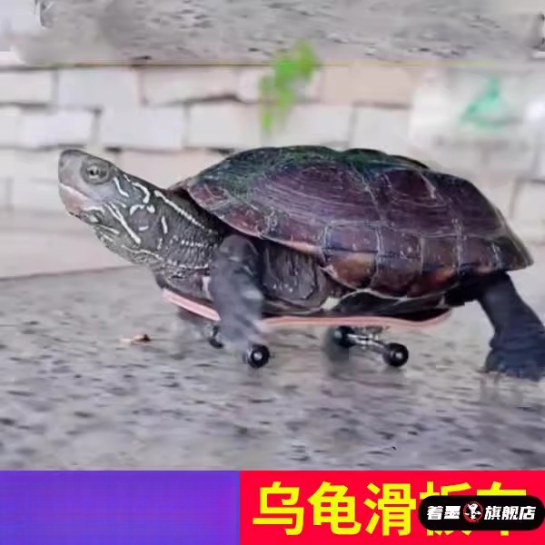 乌龟小滑板车手指指尖迷你玩具鹦鹉滑板模型挂件网红宠物