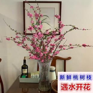 饰插花瓶干树枝柳枝干花包花遇水开花 枝桃花泡水开真花水养新鲜装