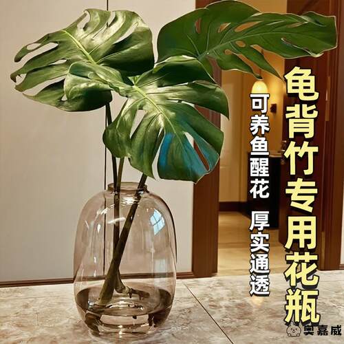 富贵竹龟背竹透公司玻璃简约现代