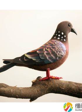 动物模型灰鸽子野鸽子仿真信鸽