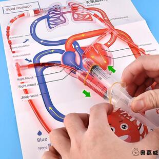 人体心脏血液循环模型儿童趣味科技小制作材料包初中生物实验器材