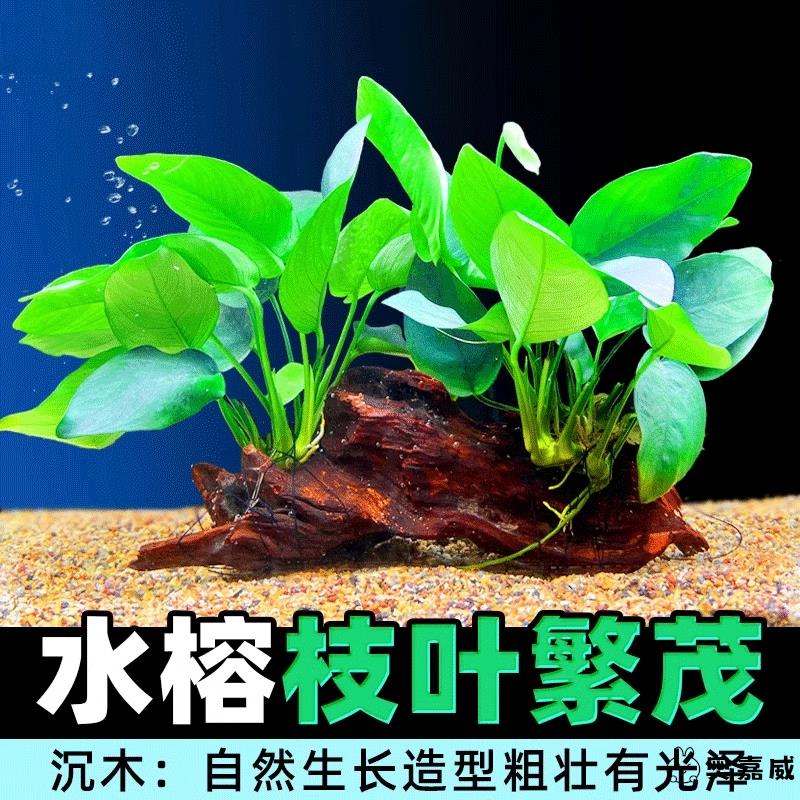 沉木水榕水草植物鱼缸造景装饰活体懒人莫斯