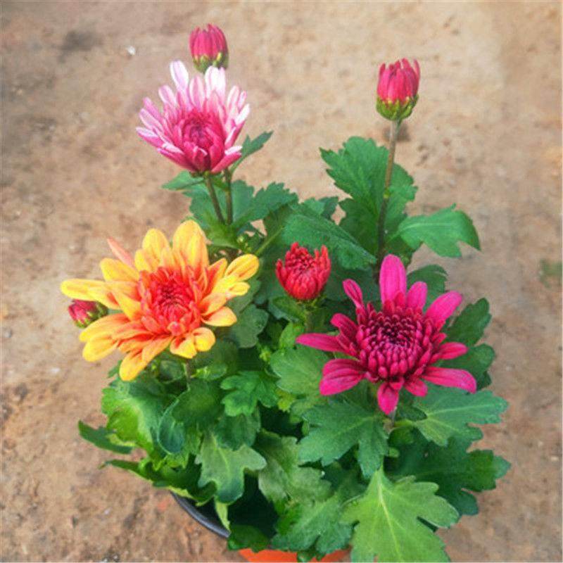 带花进发荷货兰口菊花苗耐绿寒易活四季开花盆fgd栽室内外阳台植
