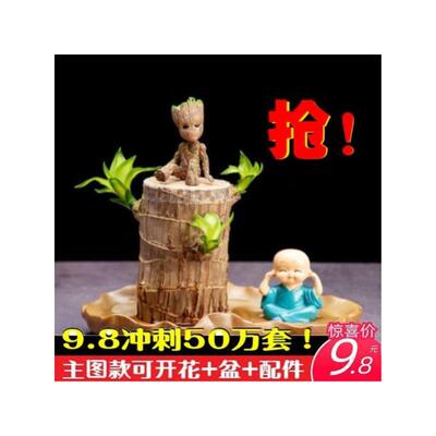 夏季驱蚊巴西木开花水养绿植盆栽格鲁特树人水培幸运木桌摆办公