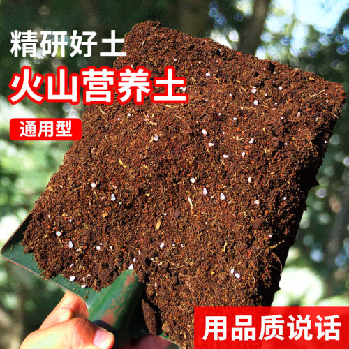 营养土云南火山岩多肉盆栽植物
