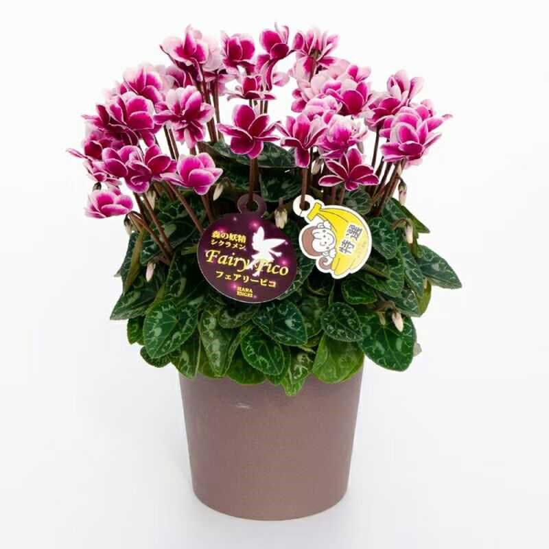 新仙客来盆栽带花发m货好养室内花卉四季花阳台室内盆栽观花植物