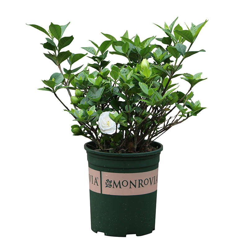 芳香植物盆栽牡丹花苗栀子浓香型四季叶I花苗栀子花栀子栀子花 大