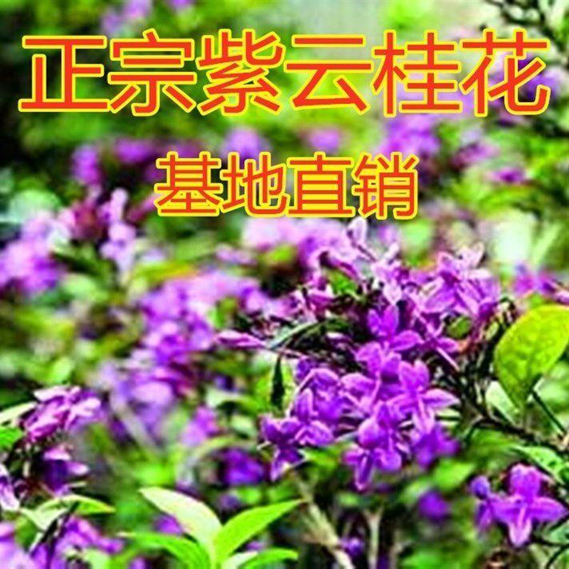 四季紫云桂花花卉盆栽p净化空气地栽当年开花树苗庭院紫色室外好