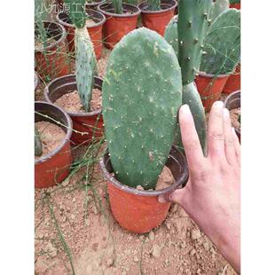 新鲜仙人掌绿色多肉植物盆栽可药用食用仙人掌米邦塔美容外敷内服