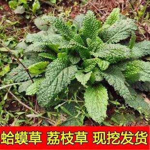 蛤蟆草新鲜现挖癞头菜荔枝草整棵带根的天然全草自然生蟾蜍草嫩苗