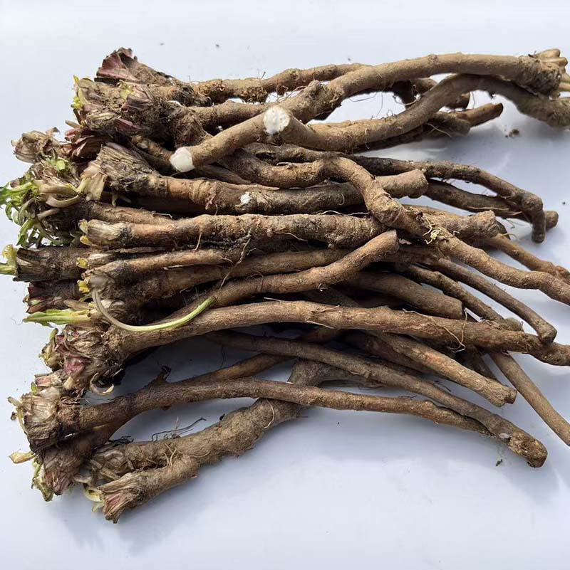 新鲜蒲公英根茶婆婆丁根种子苗纯