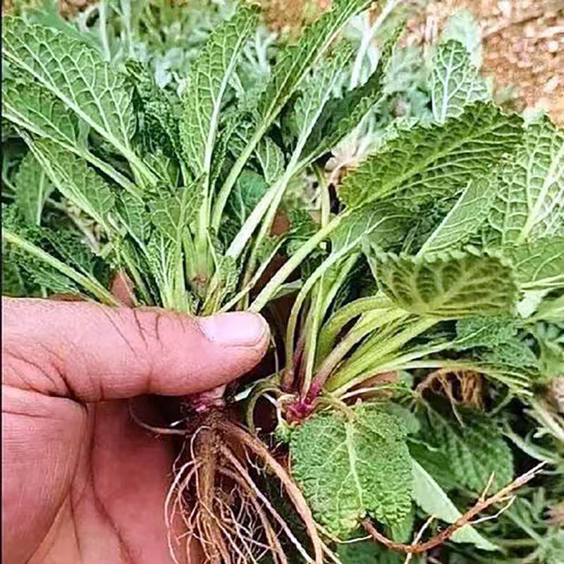 蛤蟆草苗荔枝草泡水癞蛤草裹土发货包活苗整棵现挖全株苗