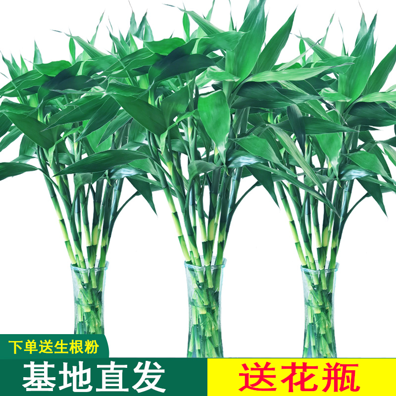 富贵竹水培植物水养客厅招财节节高绿植观音竹子盆栽花卉室内花瓶