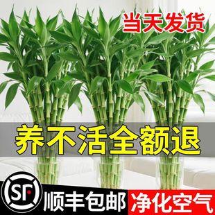 富贵竹水培植物客厅招财花卉绿植盆栽室内四季好养粗杆带根水竹子