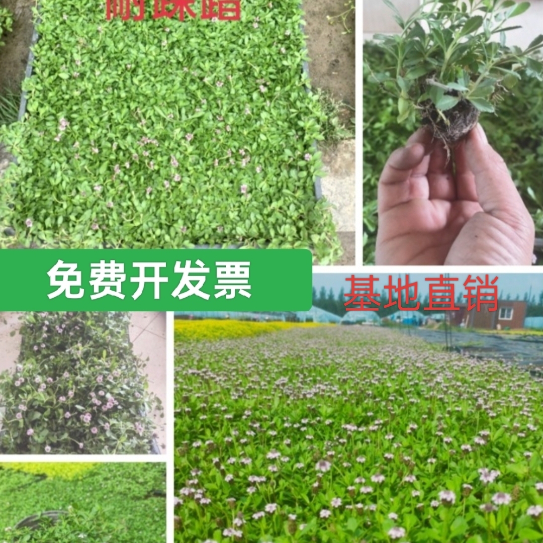 姬岩垂草耐寒耐热耐踩踏地被绿植