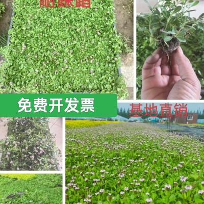 姬岩垂草匍匐地被植物姬岩草花期长耐踩踏佛甲草中华景天耐寒地被