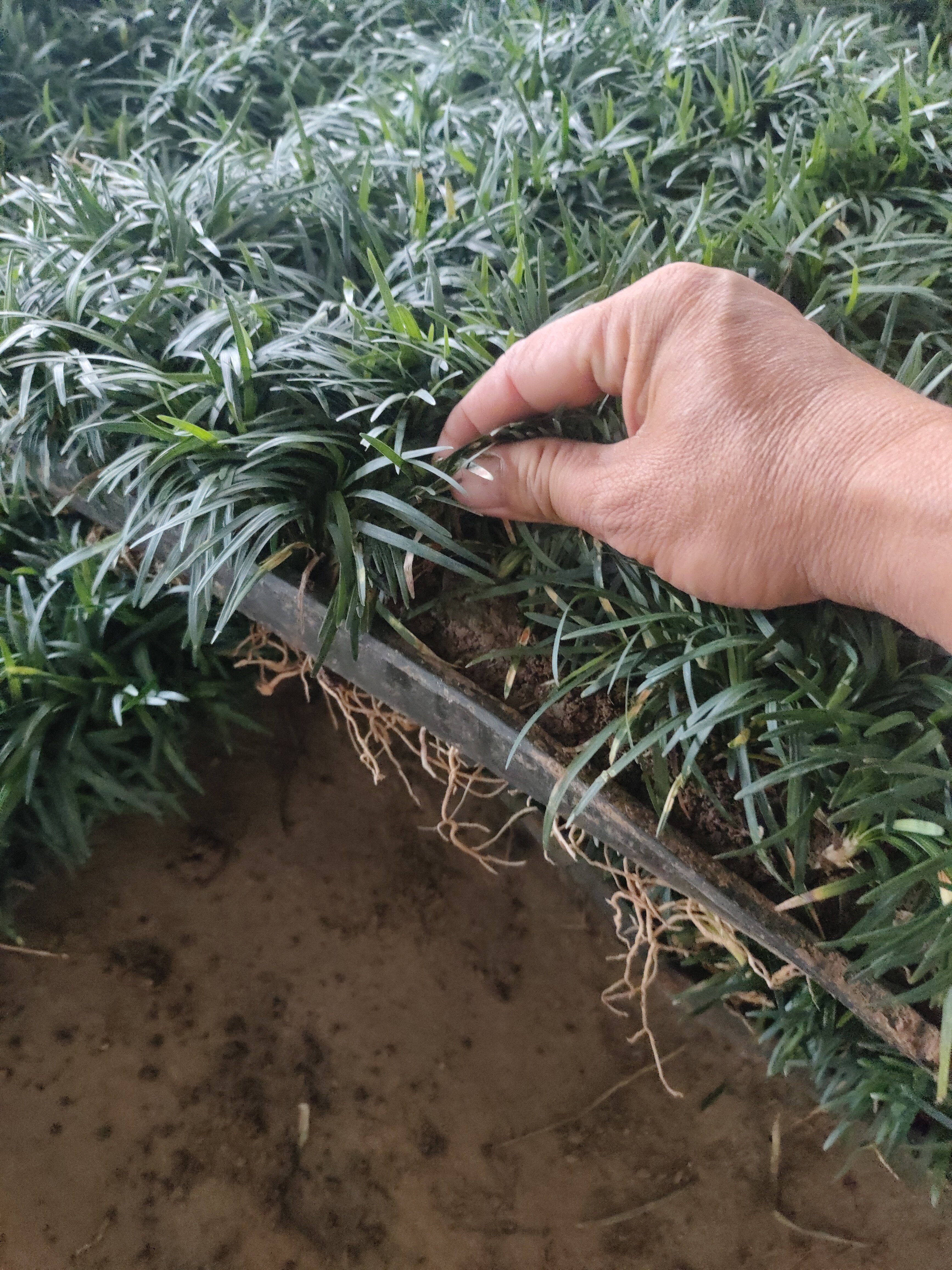 矮麦冬玉龙草方盘苗四季常青长不高免修剪耐寒宽叶大叶金边麦冬草