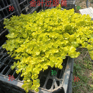 金叶过路黄盆栽地被垂吊多年生常绿耐寒耐热金莎蔓花期长花境植物