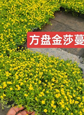 金莎蔓姬岩垂草佛甲草花镜植物