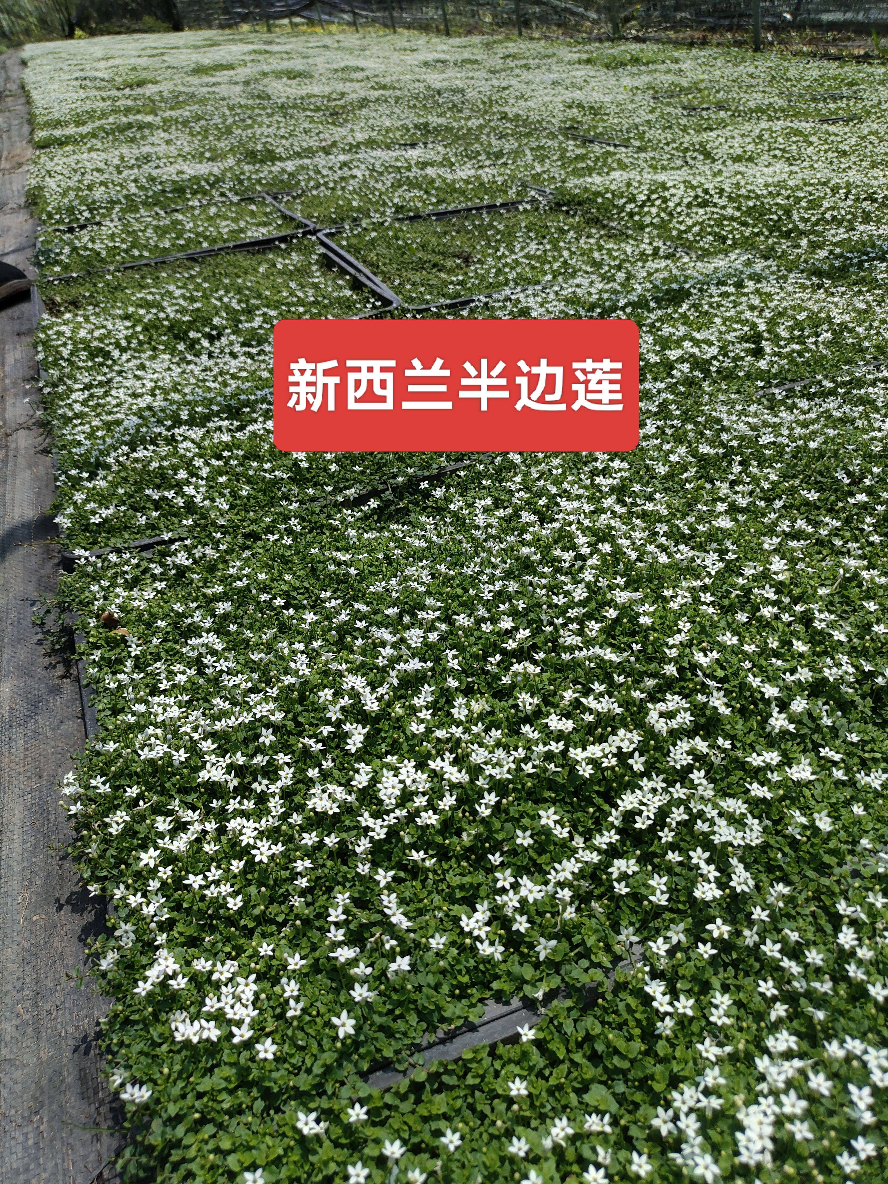 新西兰半边莲花苗盆栽耐寒耐热室外庭院花园绿化植物四季常青草坪
