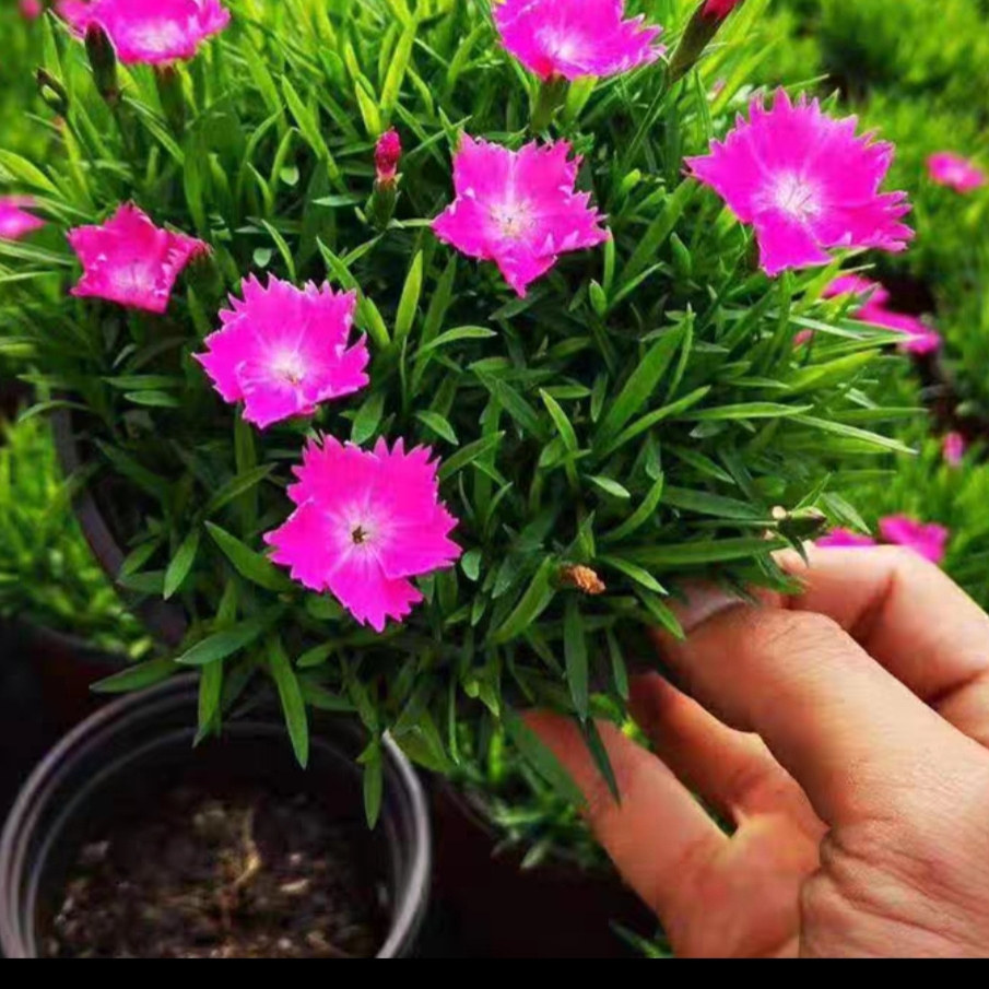 欧石竹草坪盆栽常夏石竹苗粉贝露天地栽花卉庭院花卉耐寒花卉
