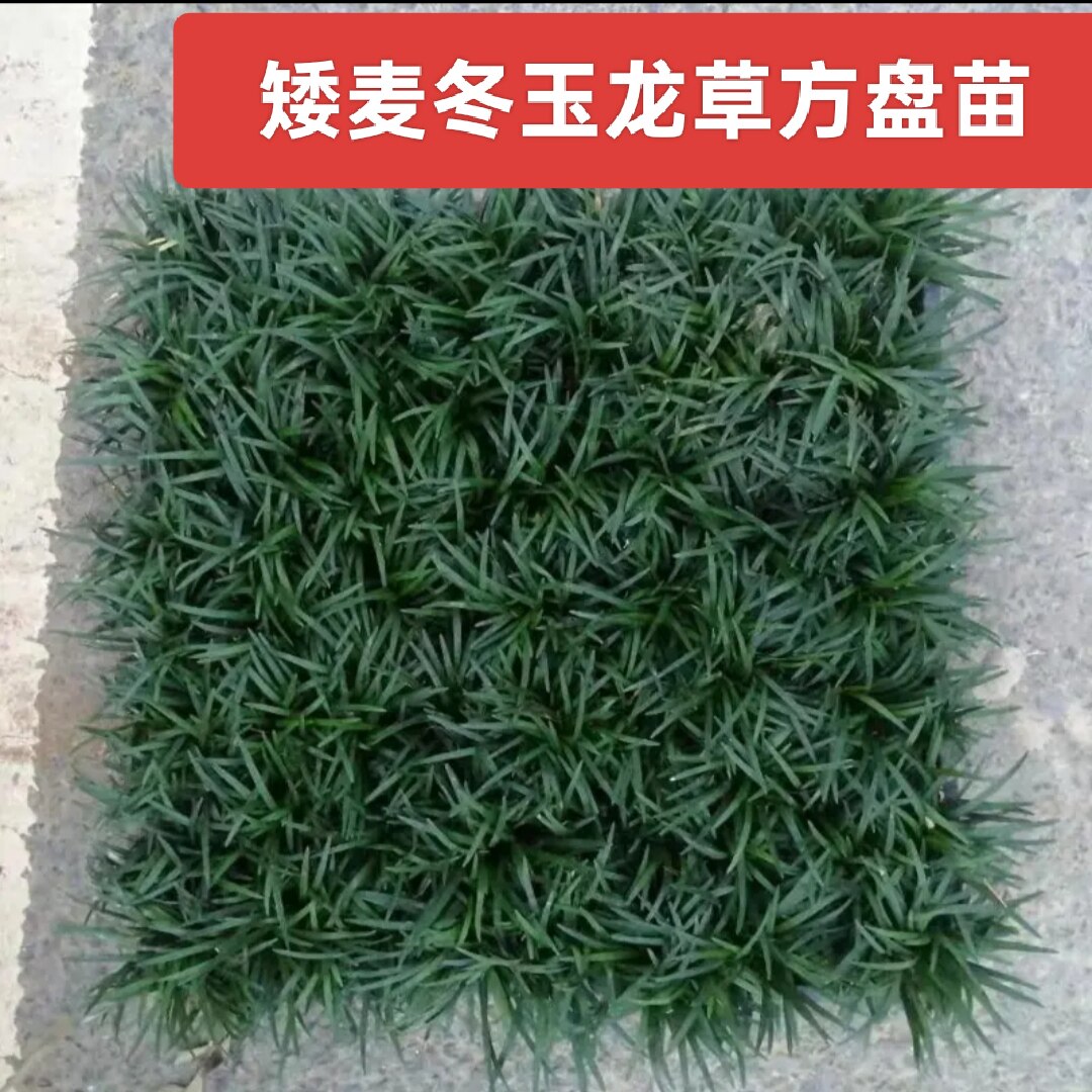 矮麦冬草皮日本矮麦冬玉龙草常青长不高耐寒耐踩踏庭院花园绿化苗