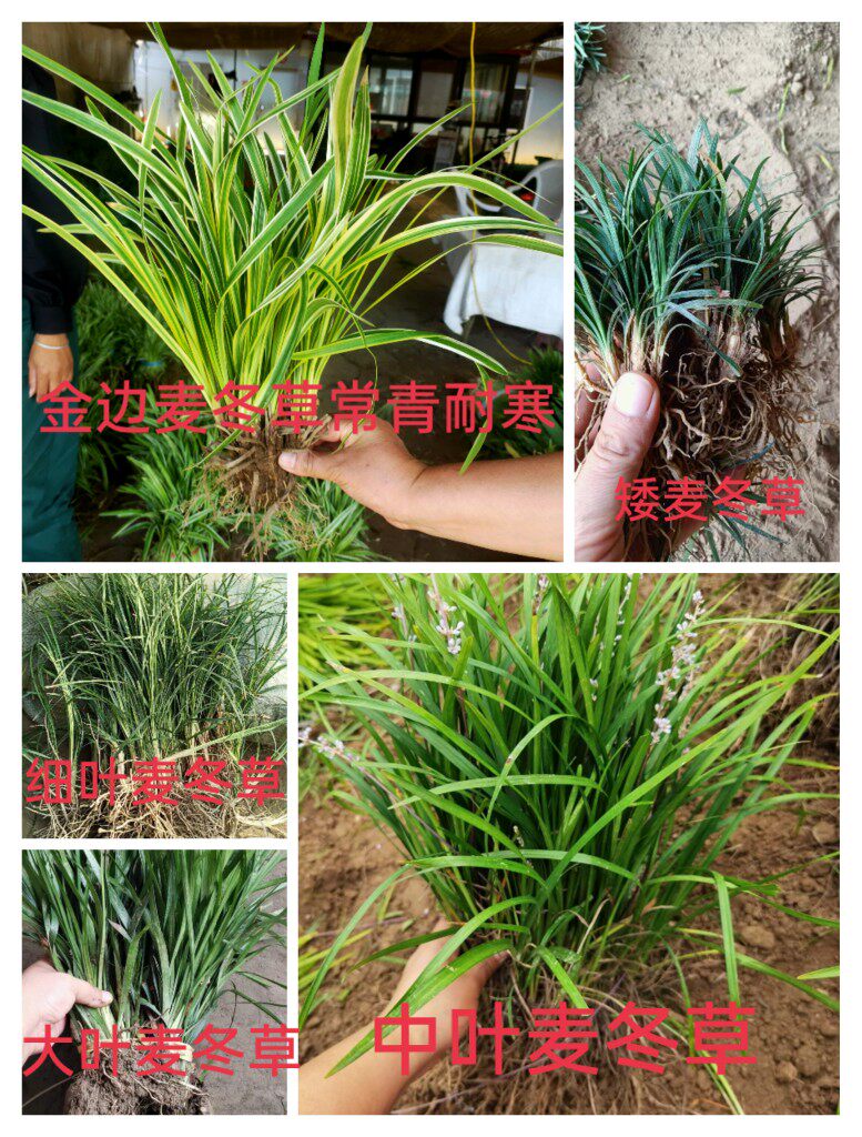 中叶麦冬草细叶麦冬草矮麦冬玉龙草蓝花鸢尾宽叶麦冬草金边麦冬草