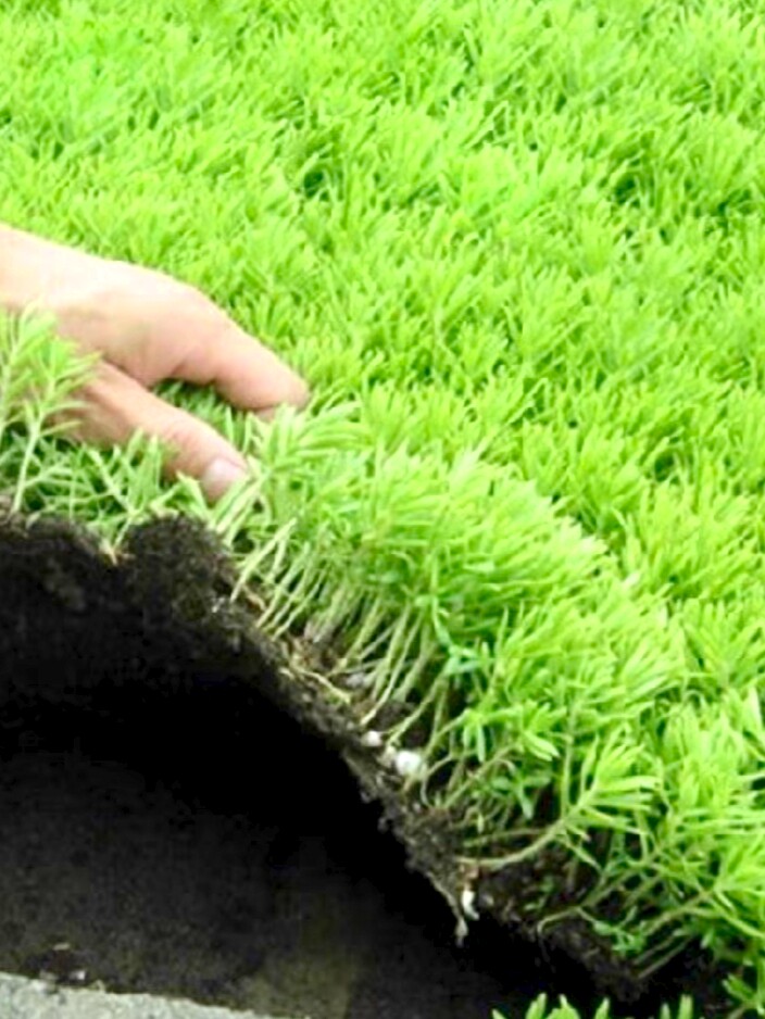 佛甲草屋顶绿化庭院草坪耐寒四季常绿金叶佛甲草中华景天姬岩垂草