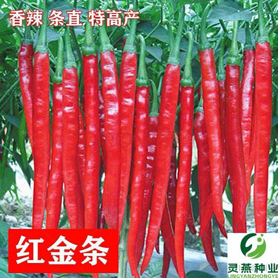 【长线椒种子】香辣王湖南辣椒种籽杭椒超长特高产春夏秋冬四季播