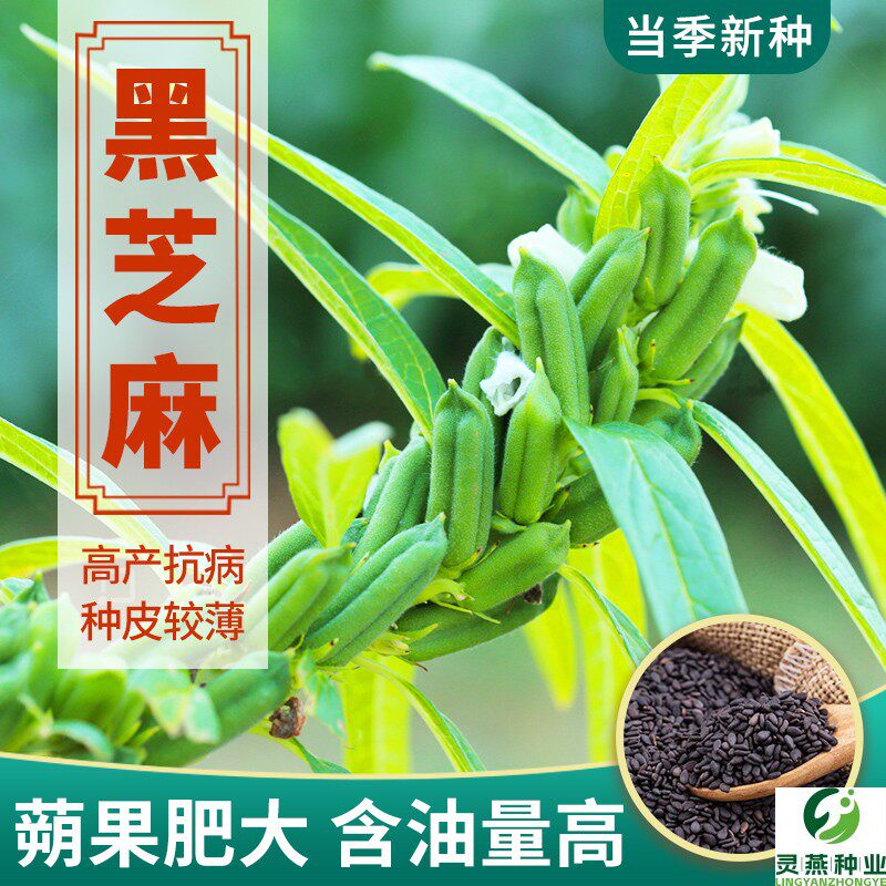 黑芝麻种子籽孑早熟高产含油高种植滋养用种孑白芝麻种籽菜种籽
