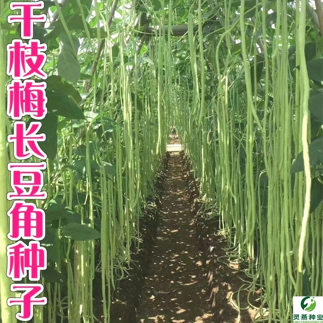 干枝梅长豆角种子高产特长耐旱早熟春秋种植小叶豆角种籽大田种植