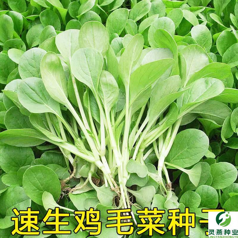 鸡毛菜种子种籽四季小白菜青菜油菜上海菜18天阳台盆栽蔬菜籽