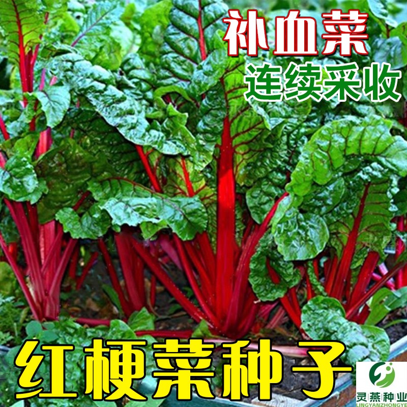 红梗菜种子红根达菜种籽补血菜种牛皮菜厚皮菜四季青菜籽蔬菜种孑