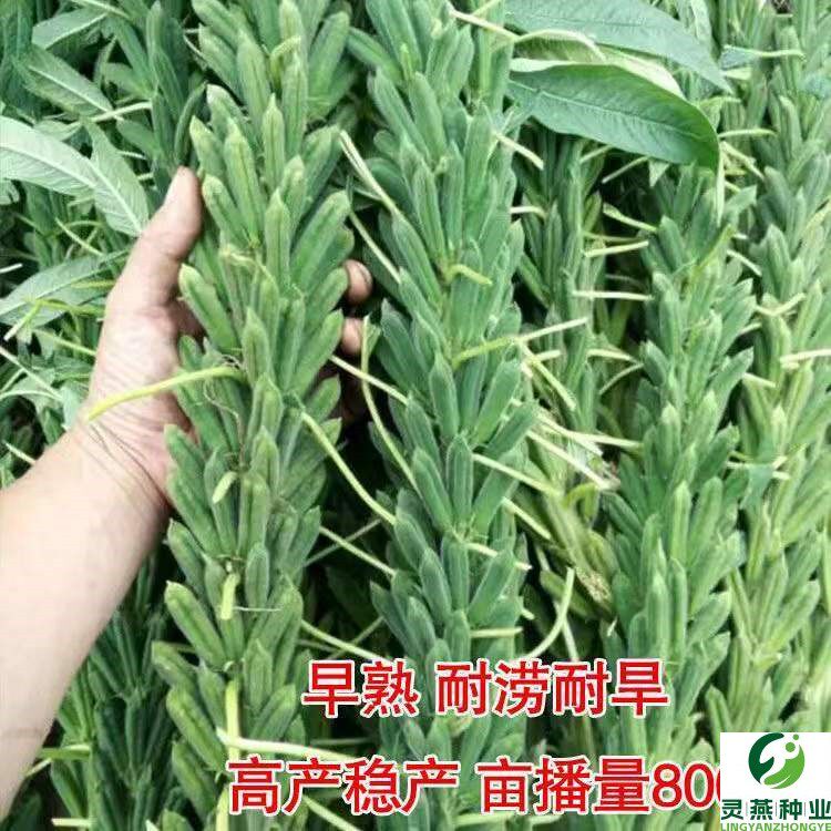 矮脚油芝麻种子中早熟非转基因芝麻种原种白芝麻黑芝麻榨油芝麻