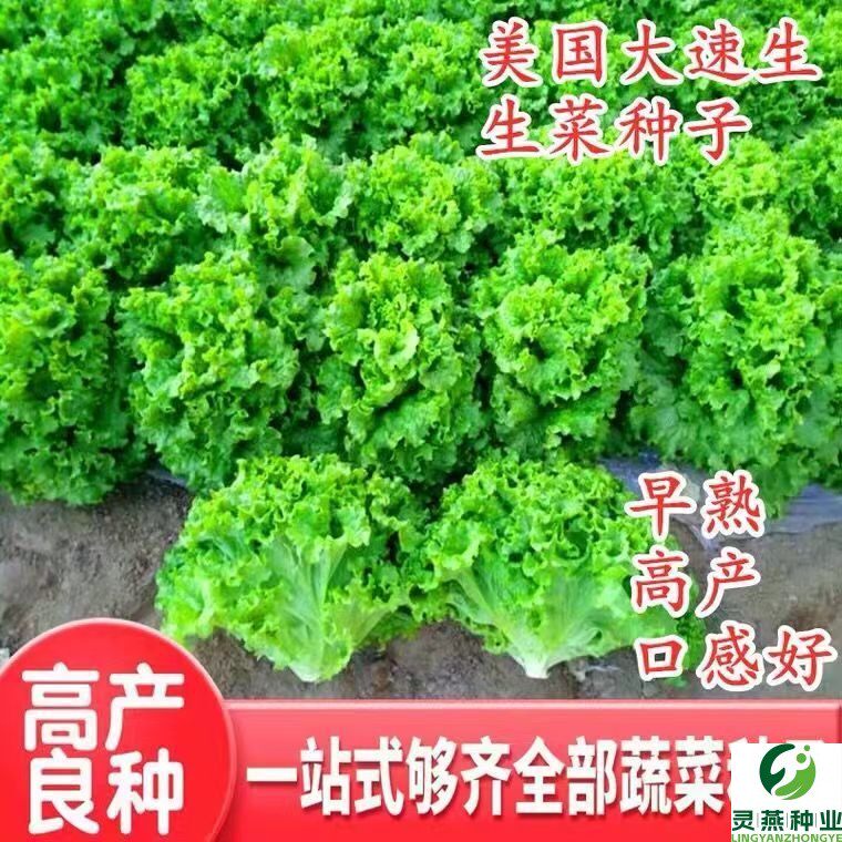 高产大速生菜种子四季播种生菜耐寒易种植可盆栽水培生吃蔬菜种子