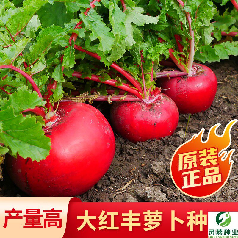 东北萝卜种子圆形大红丰萝卜白肉菜籽秋季播种田园种籽种孑不开花