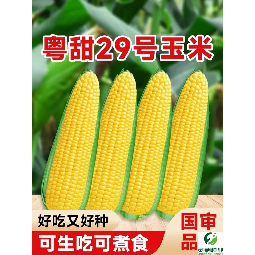 粤甜29号玉米种籽超甜高产抗病水果玉米种子脆甜糯糯米春季杂交种