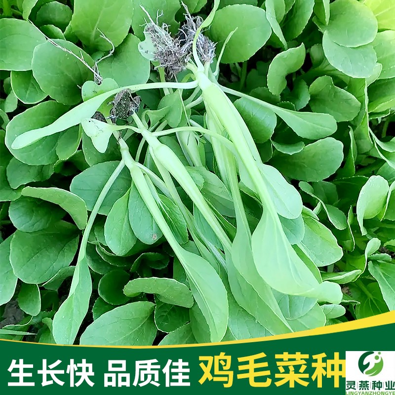 四季鸡毛菜种子耐热小白菜种籽青菜油菜种孑盆栽阳台速生菜籽大全