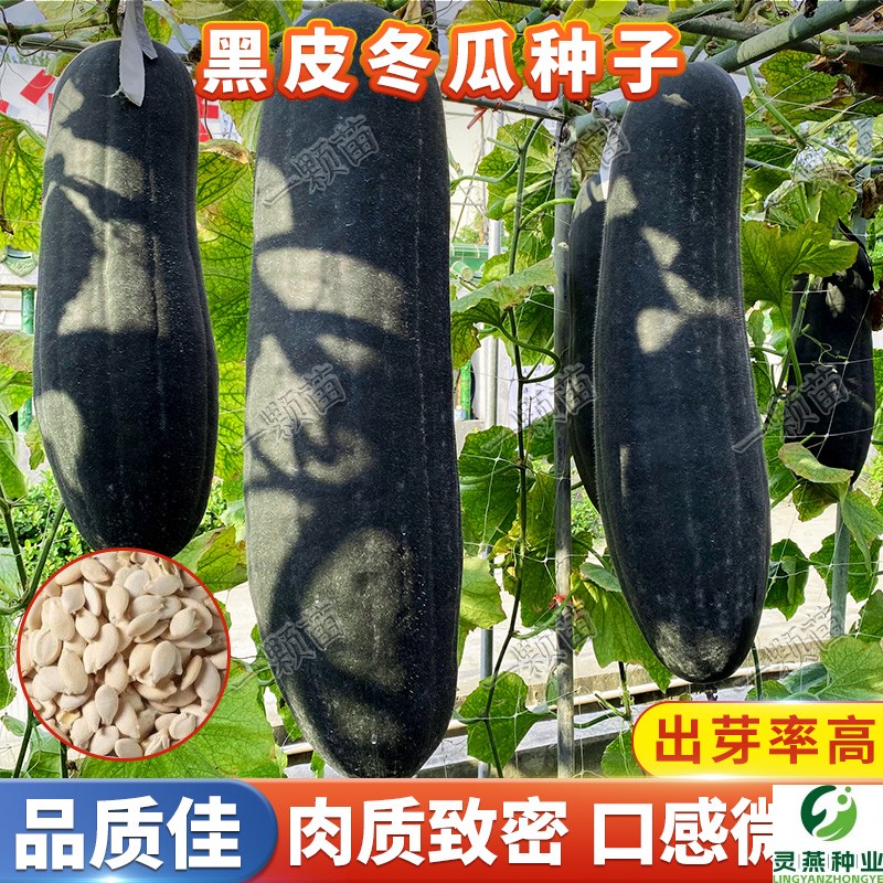 黑皮冬瓜种子 长冬瓜籽种孑高产农家阳台庭院蔬菜种子大全春四季