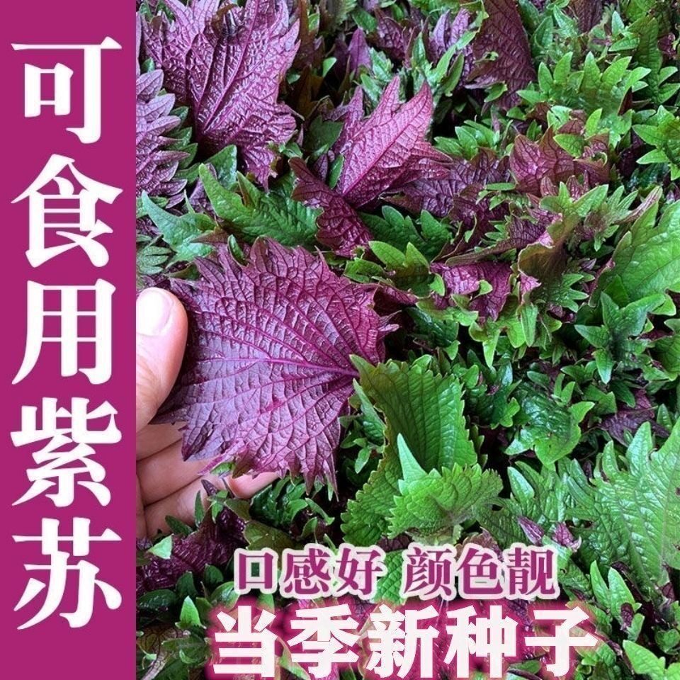 四季可食耐寒双面紫苏种高产