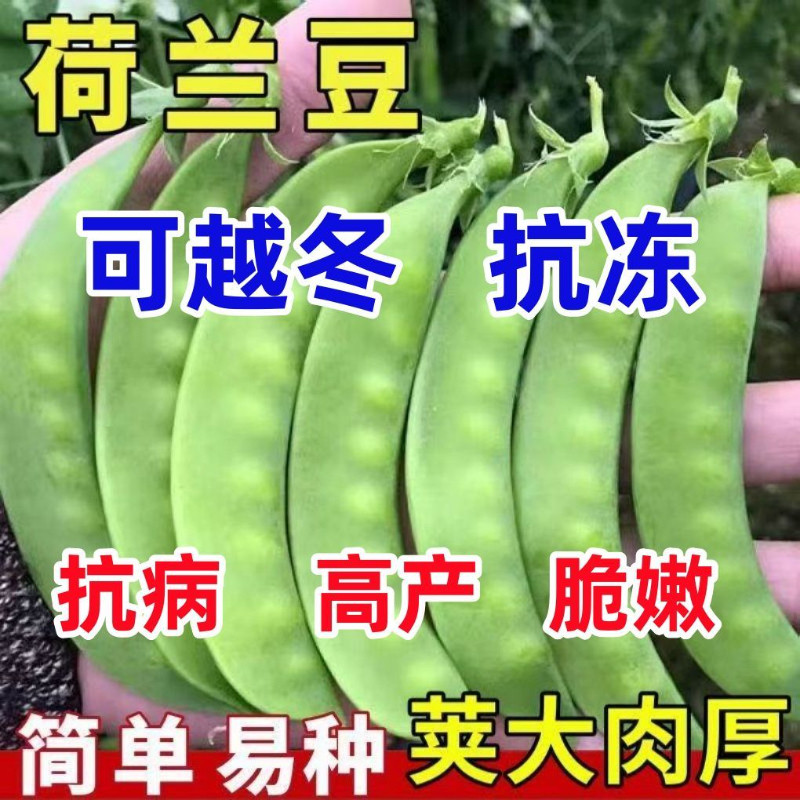 软荚荷兰豆种子四季播种农家高产