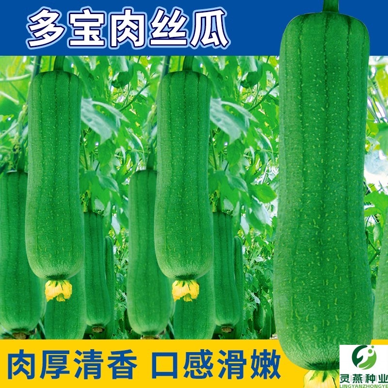 多宝肉丝瓜种子水瓜早熟丝瓜阳台盆栽庭院南方蔬菜种籽四季苗子孑