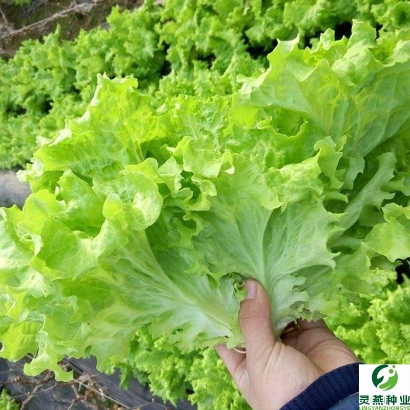 四季玻璃生菜种子脆嫩生吃生菜种籽阳台四季耐寒盆栽春季蔬菜种孑
